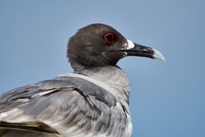 JUE 8323